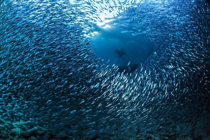 Los Cabos 1 Tank Dive to Land's End (Certified Divers) - Booking Information