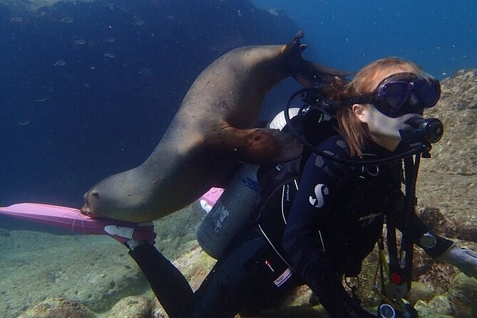 Los Cabos 1 Tank Dive to Land's End (Certified Divers) - What to Expect on the Dive