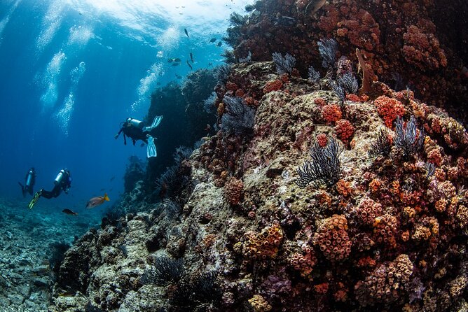 Los Cabos 2 Tanks Dive to the Corridor (Certified Divers) - Booking and Pricing Information