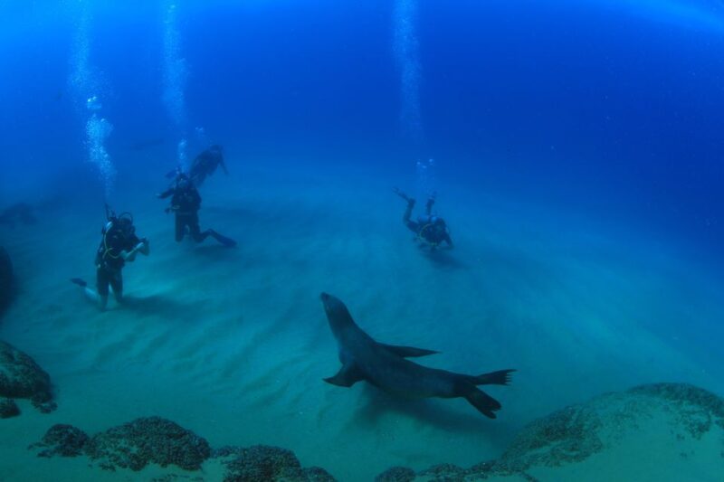 Los Cabos 3-Hour Certified Scuba Diving Tour - Diving Experience
