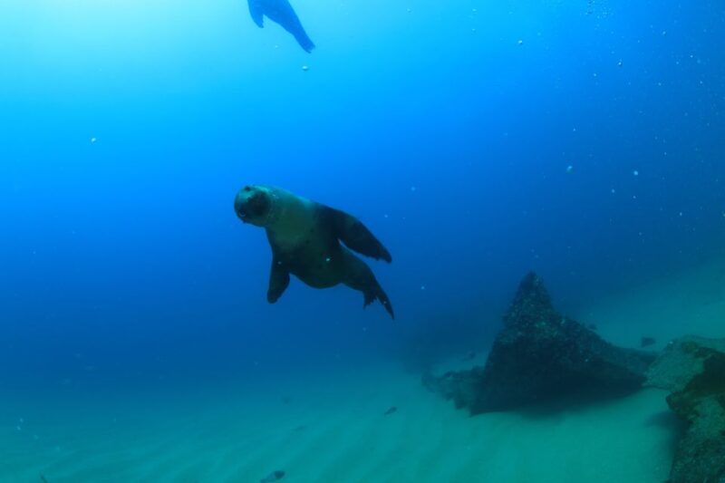 Los Cabos 3-Hour Certified Scuba Diving Tour - Included Activities