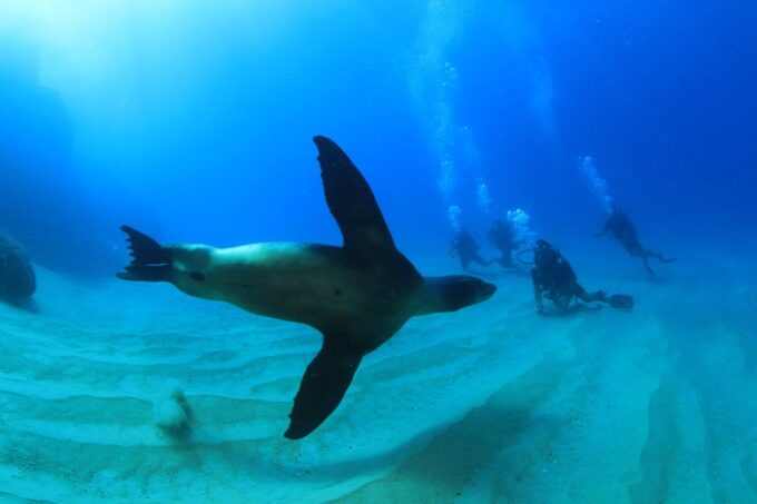Los Cabos 3-Hour Certified Scuba Diving Tour - Frequently Asked Questions