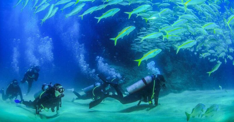 Los Cabos: 3-Hour Introductory Scuba Diving Adventure - Explore the Sea of Cortez