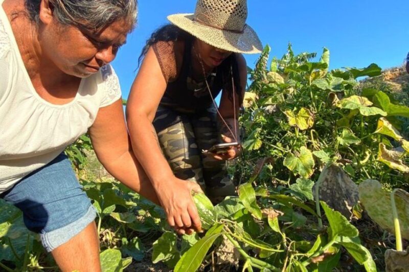 Los Cabos: Aztec Cactus Taco Farm to Table Cooking Class - Hands-on Cactus Harvesting Experience