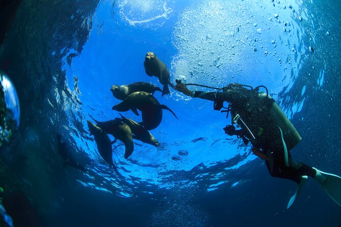 Los Cabos Beginner Scuba Dive Experience - Health and Accessibility