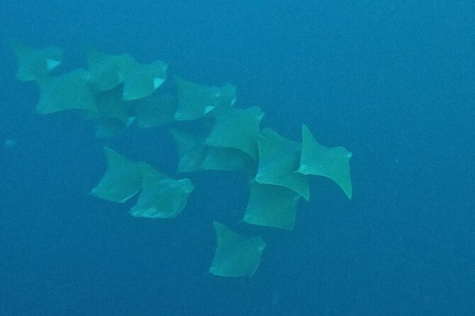 Los Cabos Beginner Scuba Dive Experience - Booking Information