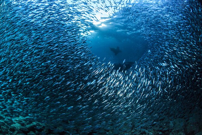 Los Cabos Beginner Scuba Dive Experience - Equipment and Facilities