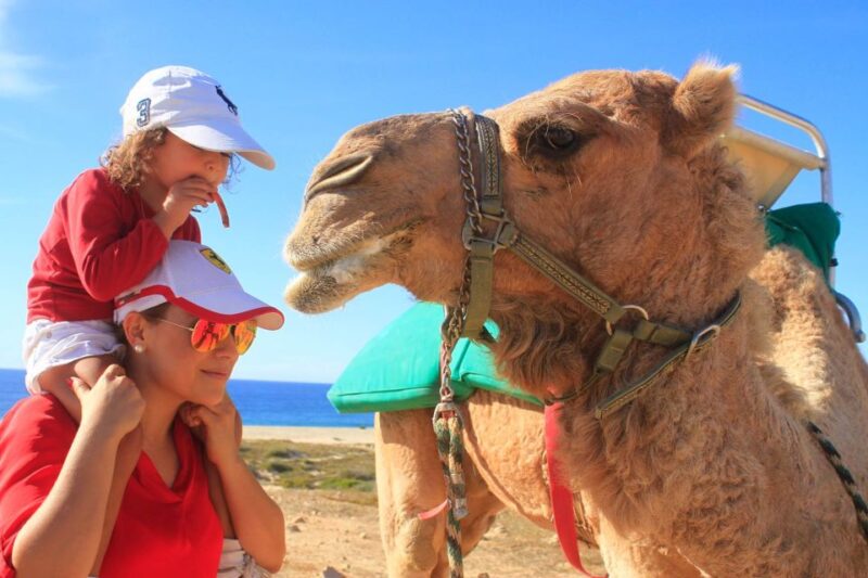 Los Cabos: Camel Ride Safari With Lunch and Tequila Tasting - Inclusions and Exclusions