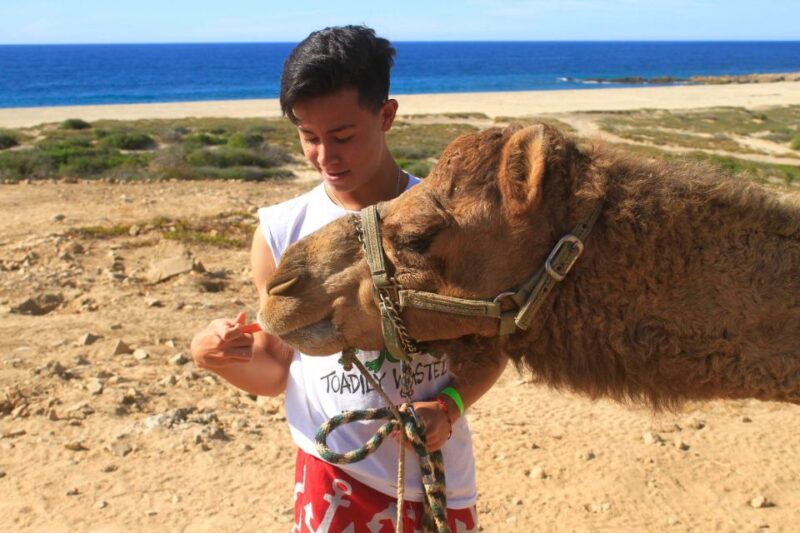 Los Cabos: Camel Ride Safari With Lunch and Tequila Tasting - Convenient Transportation and Photos