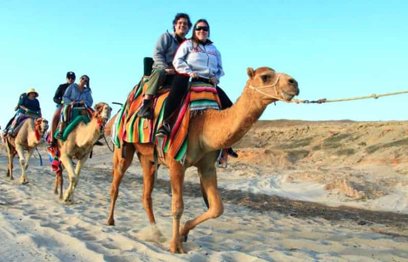 Los Cabos: Desert Camel Riding Experience - Pricing and Booking