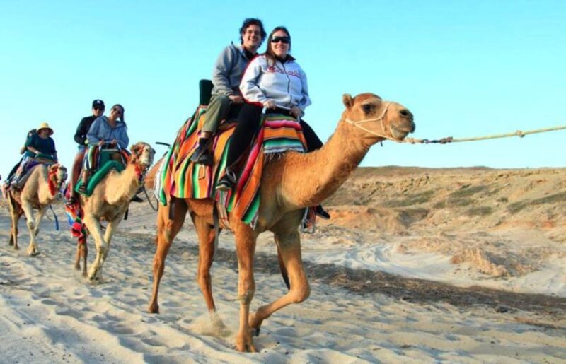 Los Cabos: Desert Camel Riding Experience - Experience Highlights