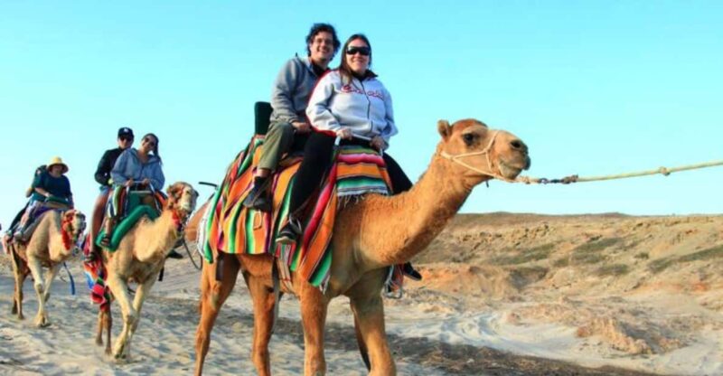 Los Cabos: Desert Camel Riding Experience - Camel Interaction and Riding