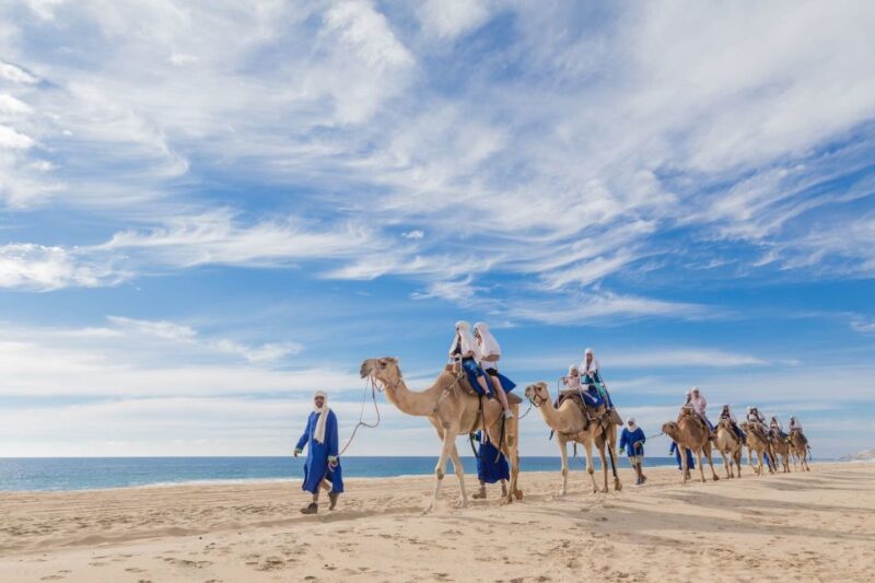 Los Cabos: Desert & Sea Camel Safari Tour With Lunch - Key Points
