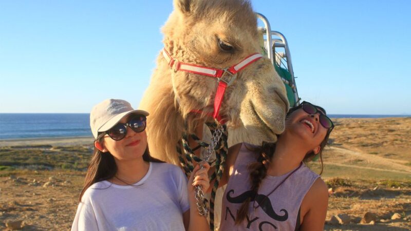 Los Cabos: Desert & Sea Camel Safari Tour With Lunch - Itinerary Highlights