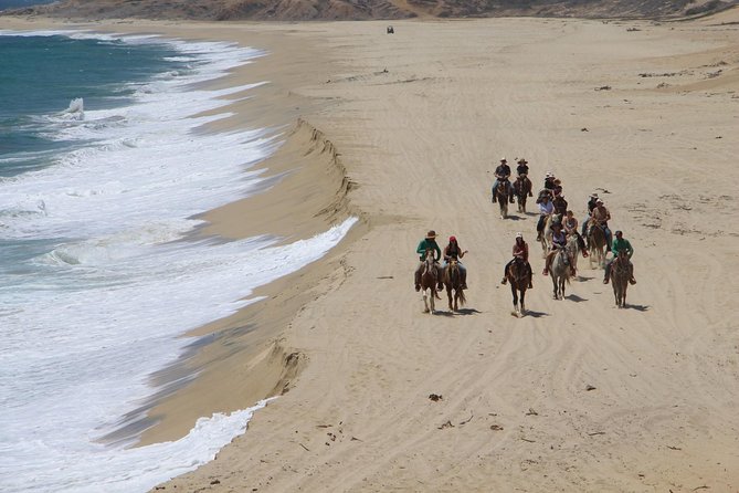 Los Cabos Horseback Riding - Wildlife Encounters