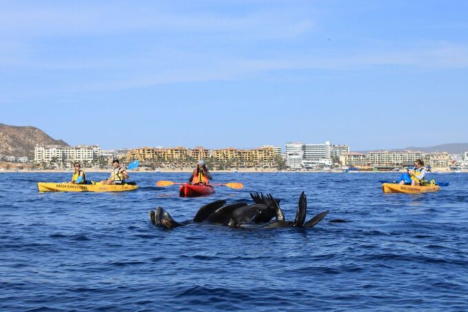 Los Cabos: Kayak to The Arch & Snorkel + Transport & Photos - Booking and Cancellation