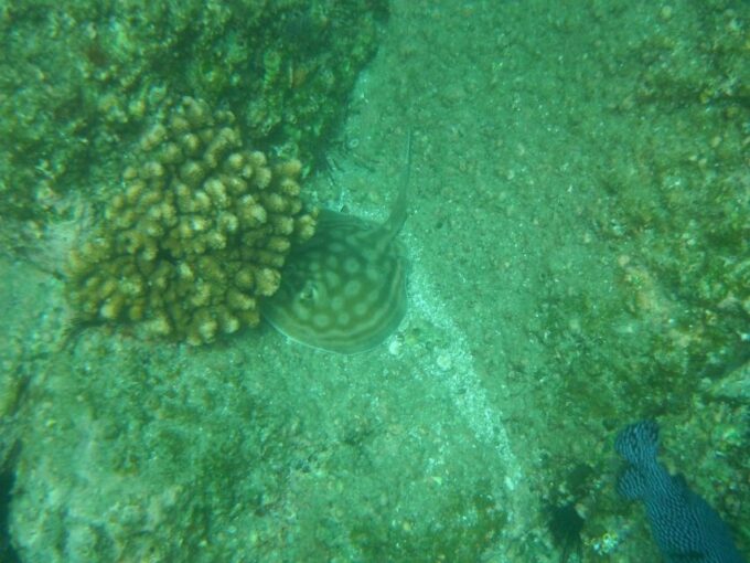 Los Cabos: Kayaking and Snorkeling in Two Pristine Bays - Frequently Asked Questions