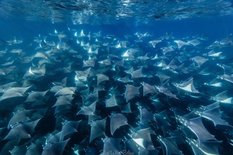 Los Cabos: Mobula and Sea Lion Combo Tour - Frequently Asked Questions