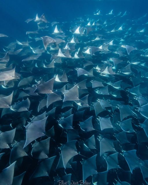 Los Cabos: Mobula Ray Swim and Pelagic Adventure - Key Points