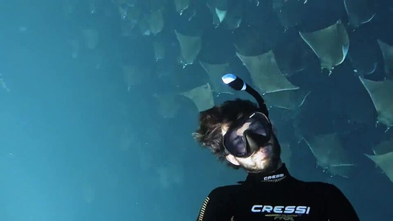 Los Cabos: Mobula Ray Swim and Pelagic Adventure - Frequently Asked Questions