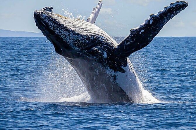 Los Cabos Private Yacht Whale Watching Tour, Snorkel and Drinks - Yacht Options and Meeting Point