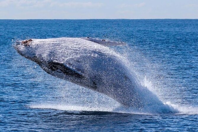 Los Cabos Private Yacht Whale Watching Tour, Snorkel and Drinks - Cancellation and Accessibility Information