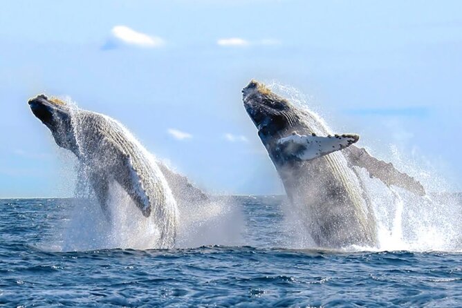 Los Cabos Private Yacht Whale Watching Tour, Snorkel and Drinks - Concerns Raised and Suggestions