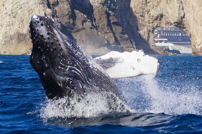 Los Cabos Private Yacht Whale Watching Tour, Snorkel and Drinks - Highlights of the Tour