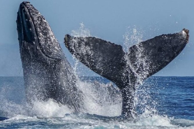 Los Cabos Private Yacht Whale Watching Tour, Snorkel and Drinks - Booking and Recommendations