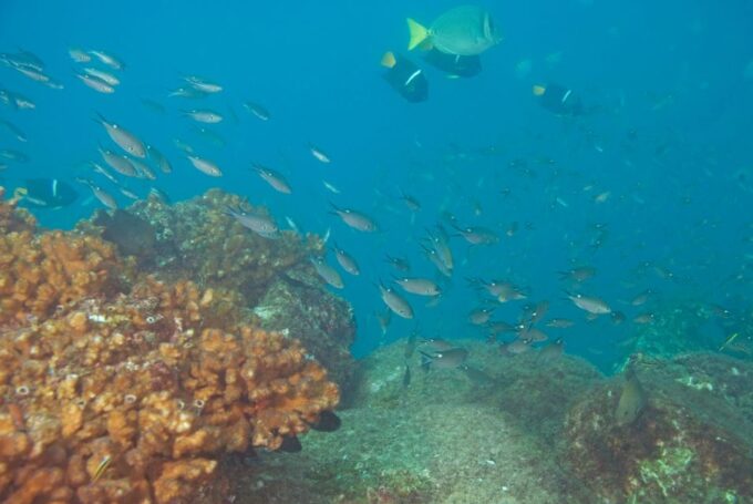 Los Cabos: Reef Snorkeling Cruise With Lunch and Open Bar - Frequently Asked Questions