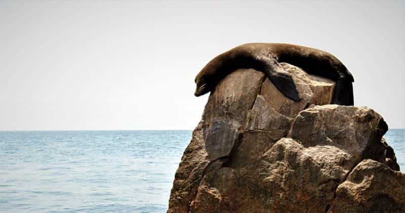 Los Cabos: Scenic Boat Ride Experience - Pricing and Booking Options