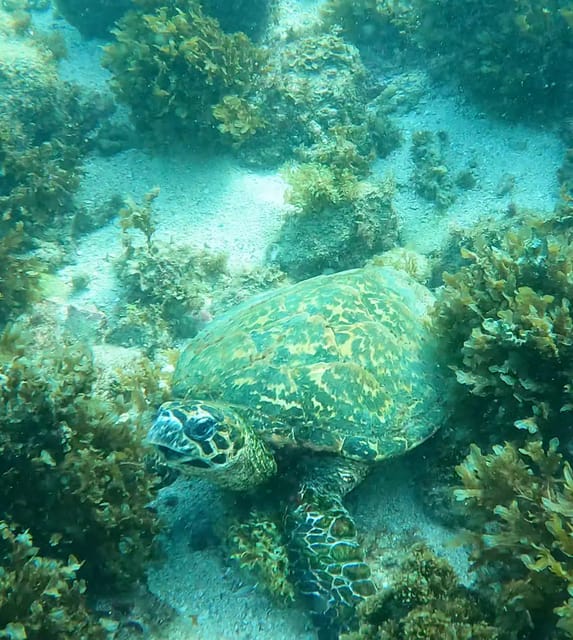 Los Cabos: Snorkel & Beach Day at Chileno + Transportation - Marine Biodiversity and Sightseeing
