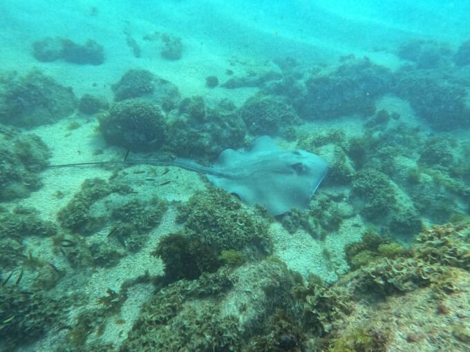 Los Cabos: Snorkel & Beach Day at Chileno + Transportation - Equipment Fitting Requirements