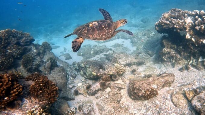 Los Cabos: Snorkel & Beach Day at Chileno + Transportation - Frequently Asked Questions