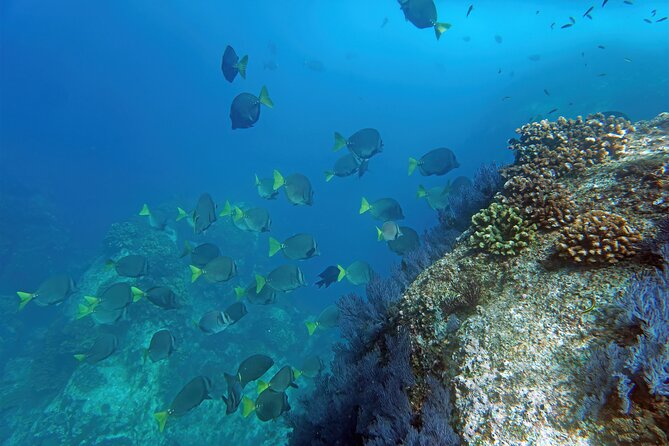 Los Cabos Snorkeling Tour by Speed Boat With Photos Included - Inclusions and Amenities