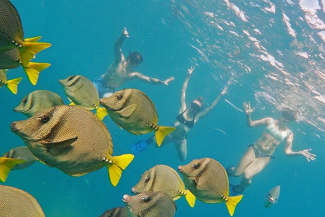 Los Cabos Snorkeling Tour by Speed Boat With Photos Included - Safety and Eco-Friendly Practices