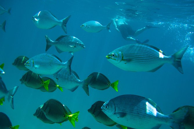 Los Cabos Snorkeling Tour to Chileno Bay and Santa Maria Cove - Immersive Marine Life