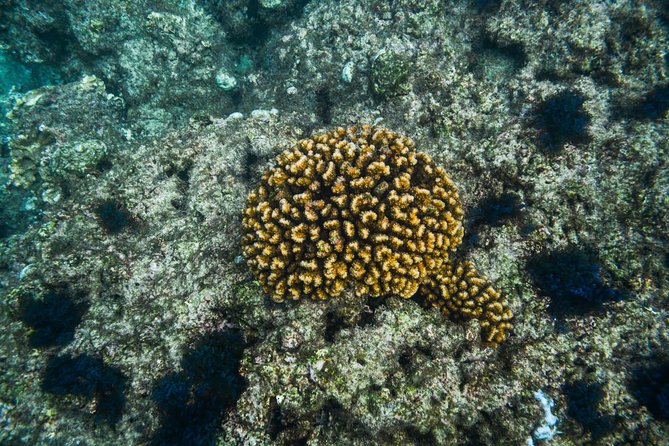 Los Cabos Snorkeling Tour to Chileno Bay and Santa Maria Cove - Santa Maria Cove