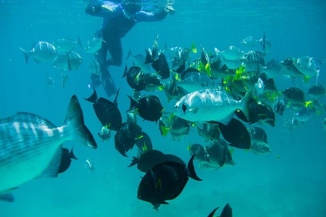 Los Cabos Snorkeling Tour to Chileno Bay and Santa Maria Cove - Snorkeling Activities