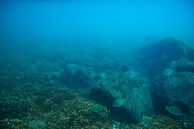 Los Cabos Snorkeling Tour to Chileno Bay and Santa Maria Cove - Inclusions and Policies