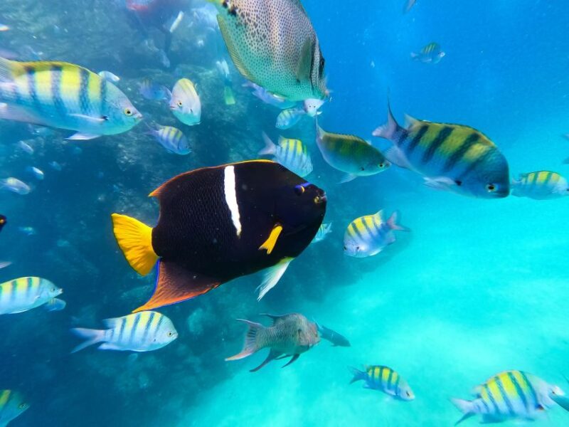 Los Cabos: SUP to The Arch & Snorkel + Transport & Photos - Key Points