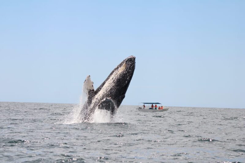 Los Cabos: Whale Watching and Marine Life Tour - Included Amenities