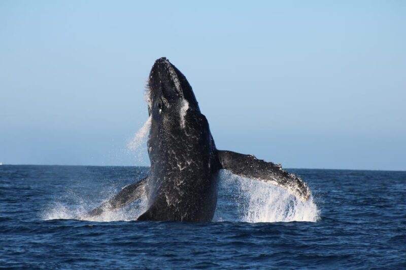 Los Cabos: Whale Watching and Marine Life Tour - Booking and Meeting Information