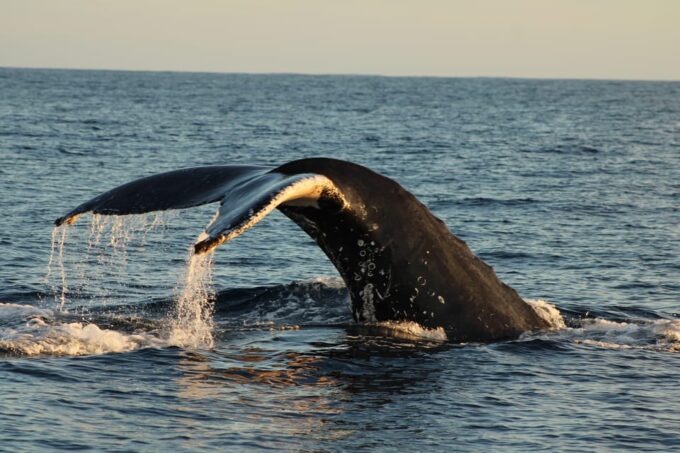 Los Cabos: Whale Watching and Marine Life Tour - Whale Behavior and Conservation