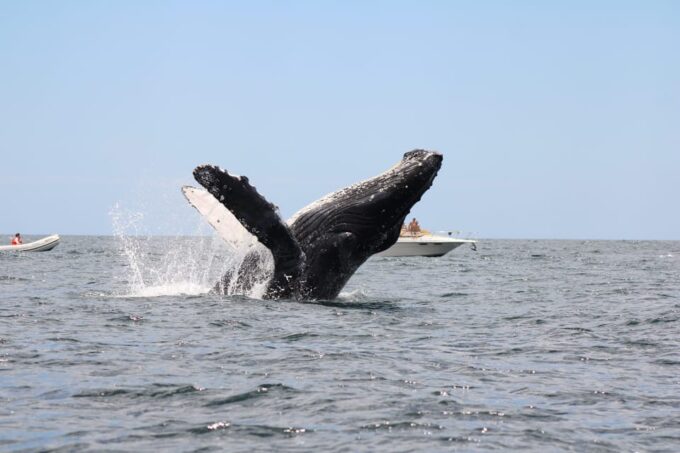 Los Cabos: Whale Watching and Marine Life Tour - Photography Opportunities