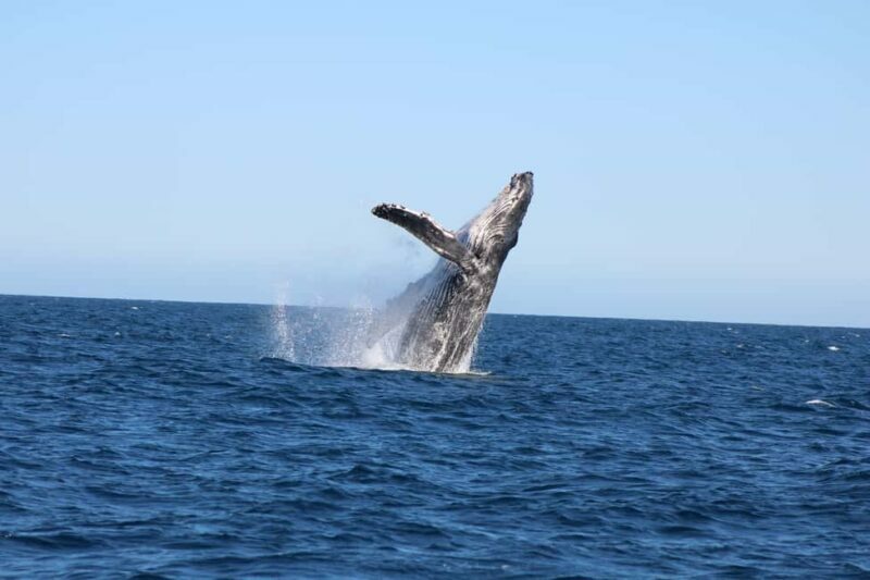 Los Cabos: Whale Watching and Safari - Key Points