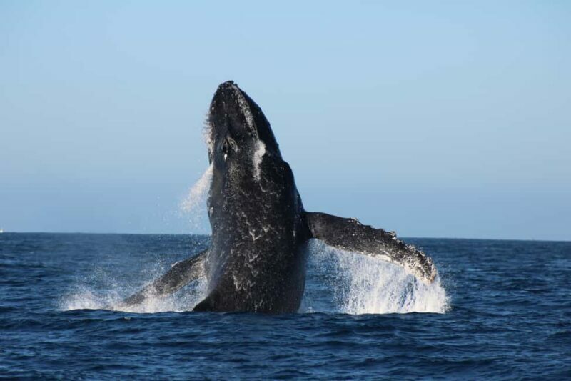 Los Cabos: Whale Watching and Safari - An In-Depth Look at the Whale Watching Experience