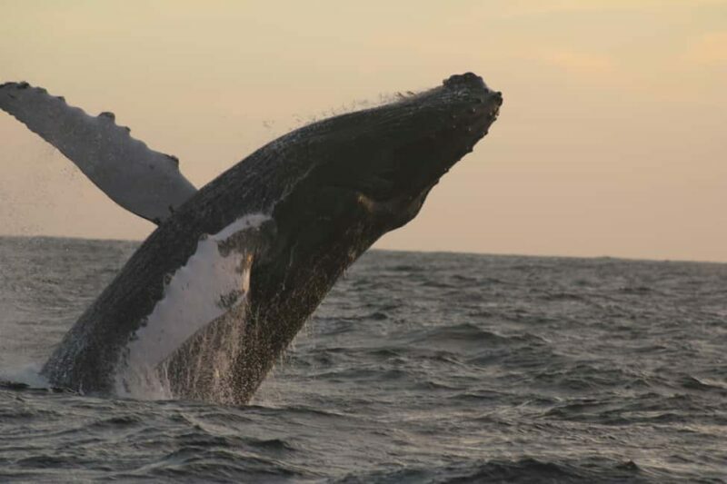 Los Cabos: Whale Watching and Safari - Who Should Consider This Tour?