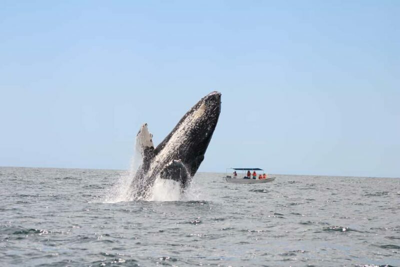 Los Cabos: Whale Watching and Safari - The Sum Up