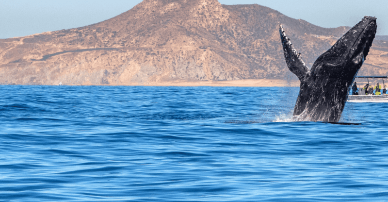 Los Cabos: Whale Watching by Glass Bottom Boat - Activity Highlights